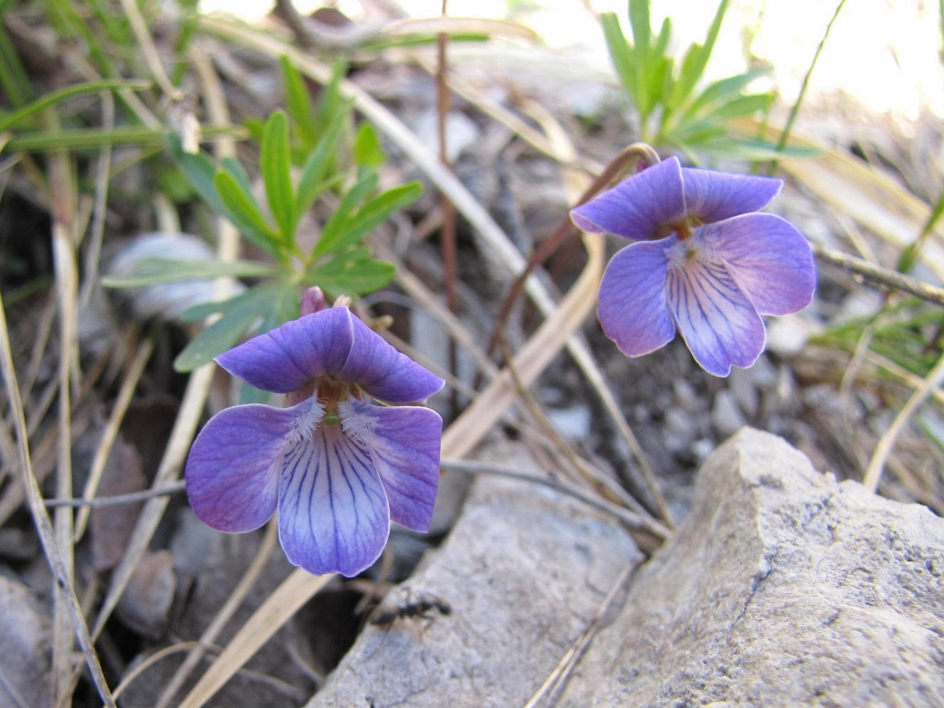 Viola pinnata / Viola pennata